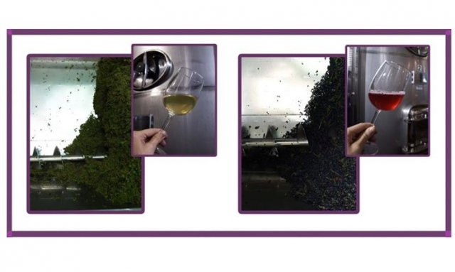  Entdecken Sie die Weine 